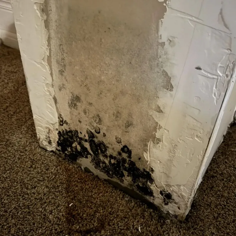 Professional Mold Removal in Frankton, IN